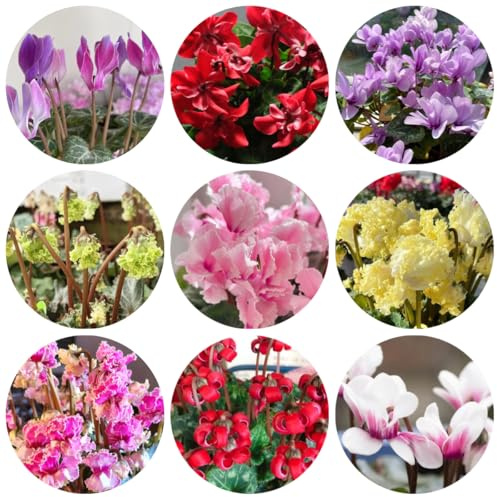 semi di ciclamino per aiuole rialzate ciclamino resistente to perenni, ombra da giardino roccioso resistenti 125pcs