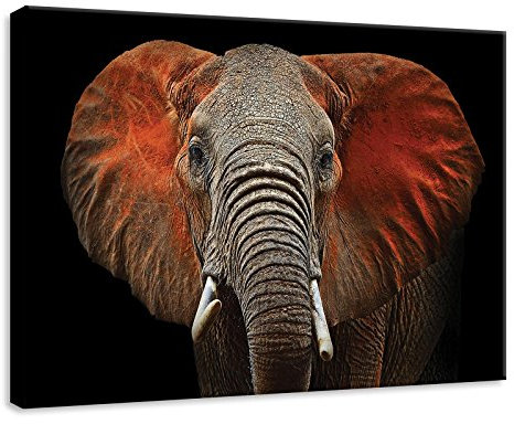 Forwall Bilder Canvas Elefant Afrika Tiere Modern Schlafzimmer Wohnzimmer Leinwandbilder Wandbild Kunstdruck Wandbilder Wand Bild auf Leinwand Aufhängefertig (11752, O7 (70 x 50 cm))