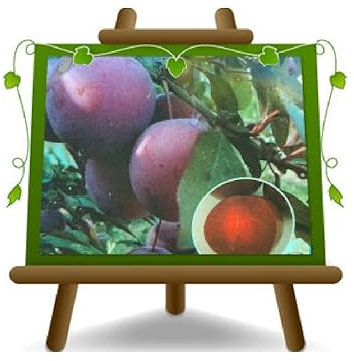 EURO PLANTS VIVAI Pflaumenbäume mit roten Blättern Selbstfruchtbare Pflanze Obstbäume Höhe: 150~170 cm Alter: 2 Jahre Vase: Durchmesser 20 cm