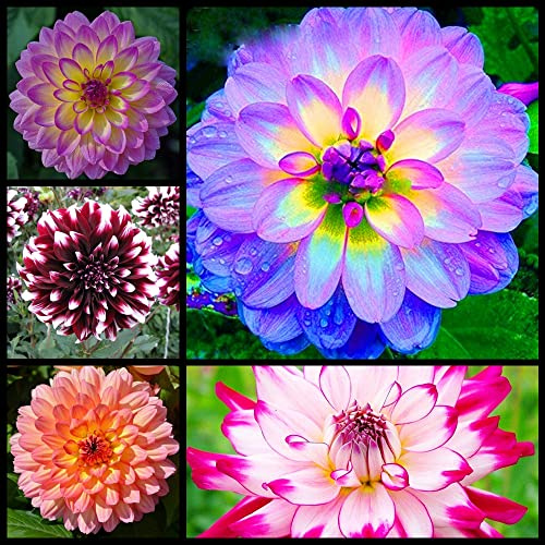 Le petali di compost di bulbi di Dalia sono mélange multicolori, una varietà adatta alla casa e al giardino-8Bulbi,A