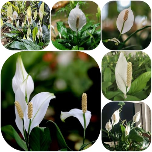 Semi di Spatifillo - vecchie varietà di verdi Giglio pace, per giardinieri ufficio decorative semi balcone interno serre balcone resistenti 300pcs
