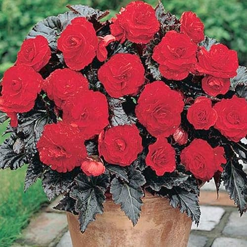 Dark Leaf Red Begonia Flower Bulbs - 3 Tubers per Pack - Deer Resistant - Grows Well in Containers - Easy to Grow Live Plants - Outdoor Garden