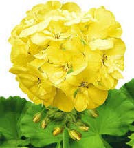 Generic Fresh 100 pcs Geranium Flower Seeds for Planting Yellow 1