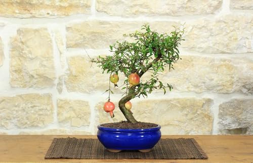 Pollice Verde - Bonsai Melograno Nano (Punica Granatum) 9 Anni – Pianta Vera da Esterno con Fiori Vivaci e Frutti – Vaso in Ceramica Smaltata – Idea Regalo per Giardino