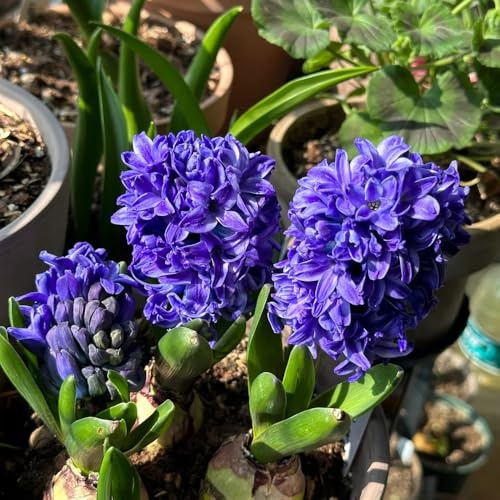 3bulbi di giacinti perenni resistenti - primaverili, interno di giacinto, giardino copertura del terreno, perenne