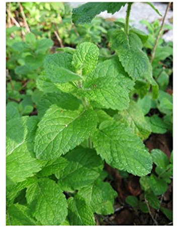 PREMIER SEEDS DIRECT - HERB - Mint Egyptian Round Leaves - Mentha ROTUNDIFOLIA - 0.4 GM ~ 5000 Seeds