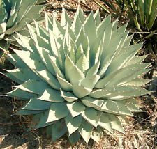 Seeds Agave Parryi, rare succulent meley century Garden Seed 50 seeds