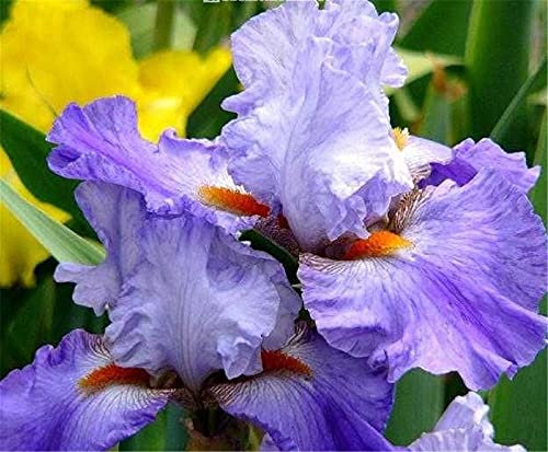 Iris Bulbi Regali Speciali Casa Giardino Piantagione Paesaggio Affascinante Quattro Stagioni Piantare Giardinaggio Perenne Hardy-6 Lampadine, B