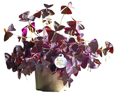 Trébol de la Suerte Morado Vivo Planta Natural Oxalis en Maceta