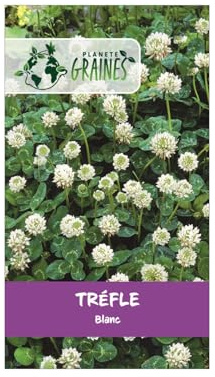 200 Graines de Trèfle Blanc : Fourrage, Engrais Vert et Plante Méliffère