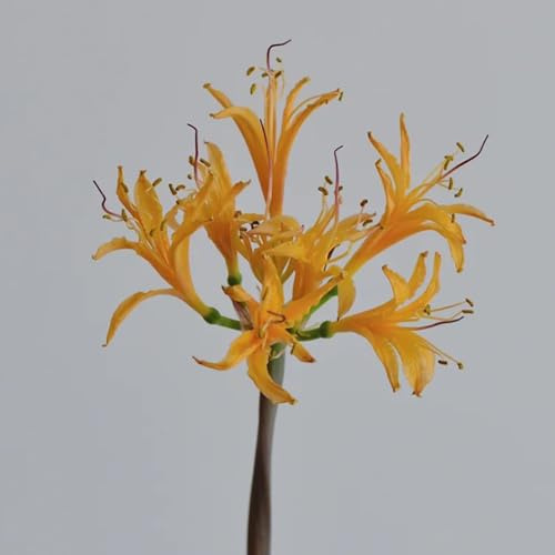 2bulbi di giglio ragno - Lycoris radiata - precoce, to cipolla di sangue decorativi, vere