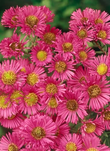 Aster novae-angliae 'Alma Pötschke' 11x11 cm Topf – Winterhart, Mehrjährig, Pflegeleicht – Herbstaster – Staude für Beet & Bienenweide