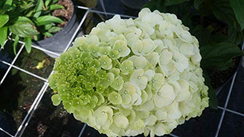 Hydrangea paniculata Magical® Kilimanjaro 'Kolmakilima' / Hortensia paniculé Kilimanjaro/Conteneur de 3 à 4 litres