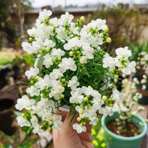 semillas de linaza Semillas de balcón perennes resistentes linaza perenne resistentes para jardín, sombra 65pcs
