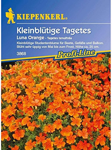 Tagetes tenuifolia Luna Orange