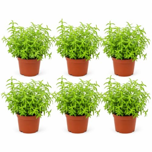 I GIARDINI DI GIULIA Set 3 piante Citronella Pianta Vera in Vaso Ø14 cm H25
