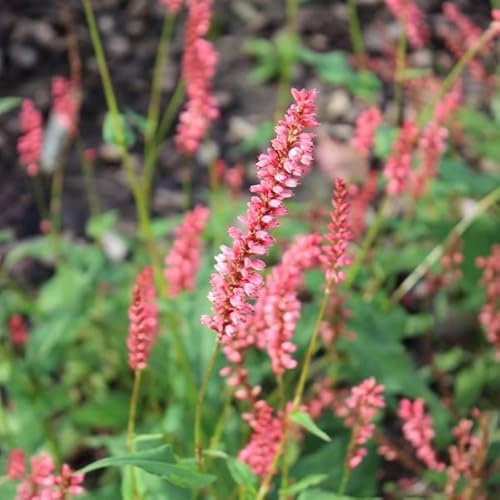6x Kerzenknöterich 'Orange Field'®' - Persicaria amplexicaulis ‘Orange Field’® - Topf 9x9cm