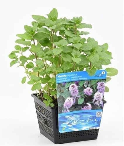 Real Water Mint Plant Mentha aquatica - in 12cm Pot - Grow Your own Fresh herb - Shade Tolerant Plant