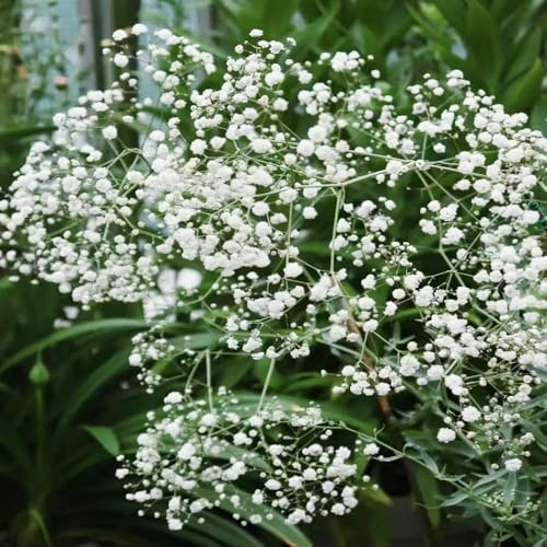 semi di giglio di gesso - giardino su terrazza per balcone, balcone resistente, semi per giardino selvatico perenne resistente per 750 pezzi