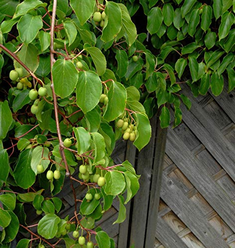 Kiwi Weiki weiblich 60-80cm - Actinidia arguta - lebende Gartenpflanze aus den Baumschulen