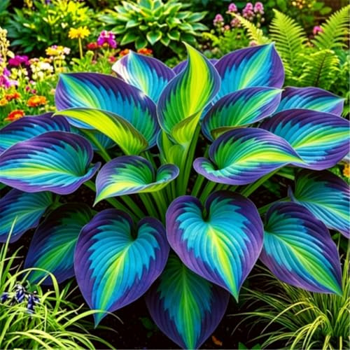 Hosta nello studio in interni - Fogliame elegante - Purifica l'aria-4 PCS-B