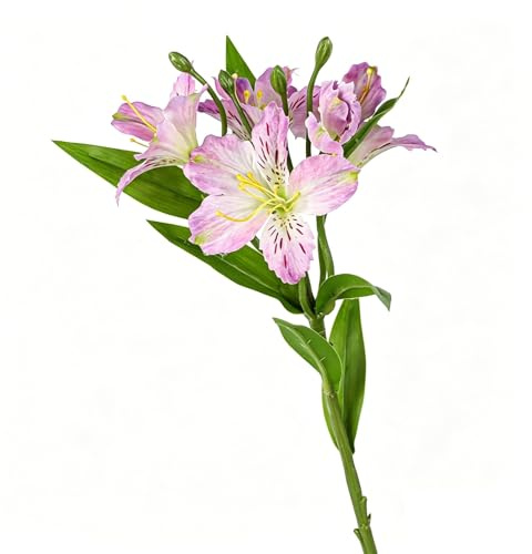 Ramo Di Alstroemeria Artificiale Giglio Peruviano Fiore Finto Stelo Floreale Realistico for Decorazione Casa Matrimonio Bouquet Vaso Centrotavola E Arredo Interno(Pink)