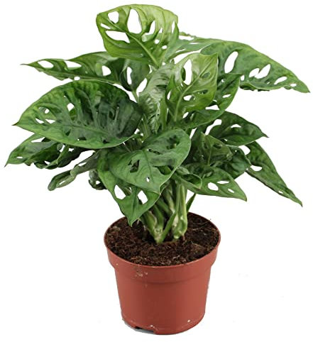 Planta de Adán Monstera Adansonii Planta Natural para Casa y Oficina