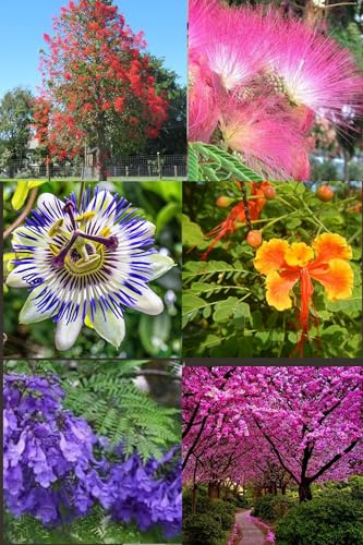 Samen-Set mit 6 blühenden Baumsamen: Jacaranda, Ponciana, Feuerbaum, Judasbaum, Passionsfrucht, Konstantinopel-Akazie