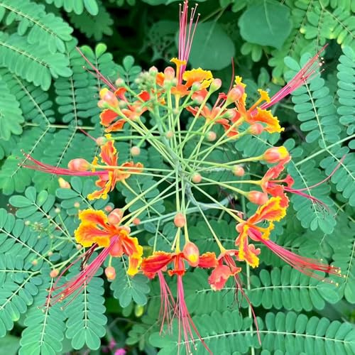 semi di pavone - decorazione giardino esotiche perenni resistenti biologici 25pcs