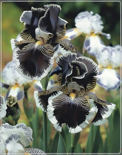 Ideal para Climas con Estaciones - Pétalos Sedosos y Multidimensionales -Iris bulbos-Bulbos de Iris - -8 Bulbos