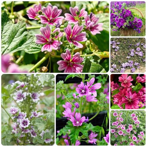 malva Semillas de de cobertura del suelo, perennes, resistentes al invierno. semillas malva Decoración orgánica balcones balcón cortadas primavera, 400semillas