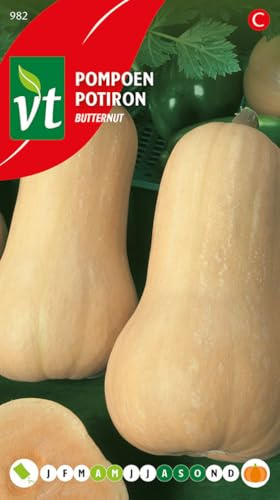Butternut-Kürbis-Samen - Süßer Geschmack für Herbstrezepte