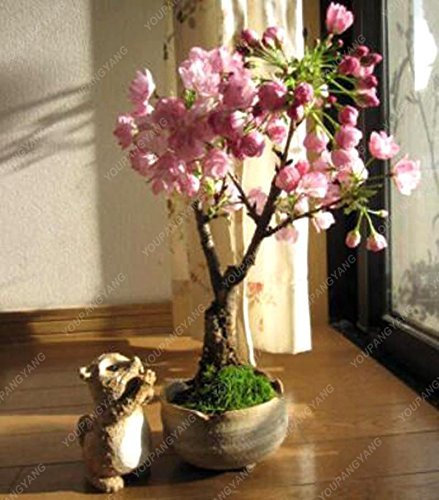 10 Semi Pz Mini Bonsai giapponese Sakura, Bonsai Fiore Cherry Blossoms casa Graden Decoration spedizione gratuita Red