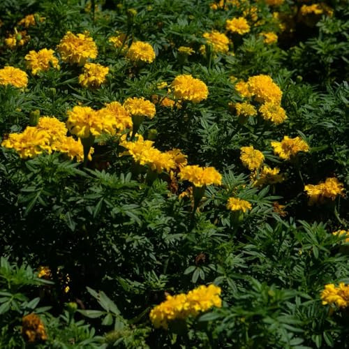 ringelblumensamen bio, alte sorten hochbeet balkon mehrjährig winterhart stauden für pralle 1000pcs