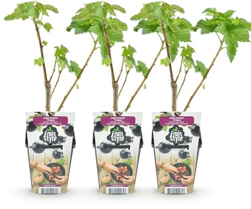 Schwarze Johannisbeere Ribes nigrum Titania winterhart 3 Pflanzen Ø9cm Höhe 30cm – Aromatische Johannisbeerpflanze für Garten Beet Balkon & Terrasse