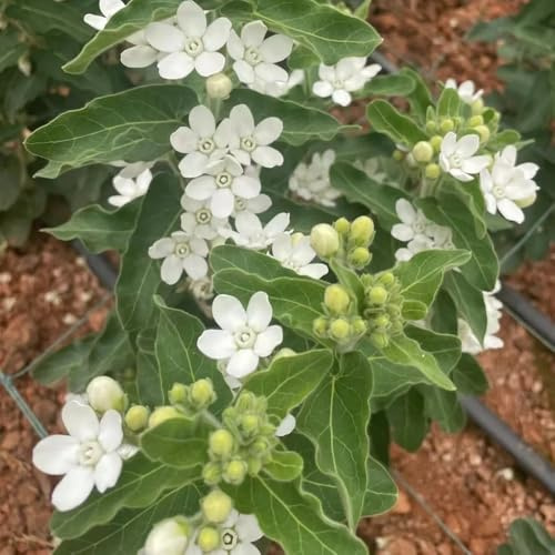 Semi di Evolvulus nuttallianus - prato fiorito perenni resistenti biologici balcone decorazione da giardino per esterni 350pcs