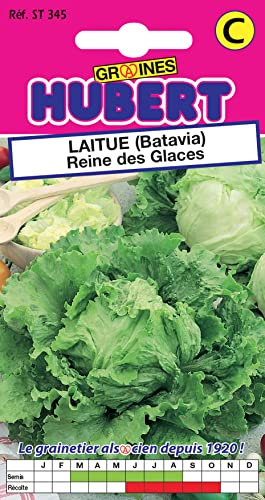 Graines de Laitue Batavia Reine des Glaces - 3 grammes