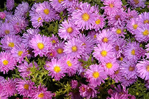 Aster alpinus 'Happy End' 9 cm Topf – Winterhart, Mehrjährig, Pflegeleicht – Alpenaster – Staude für Steingarten & Beet