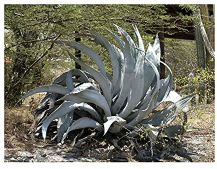 Stk - 10x Agave americana Agaven Garten Zimmer Pflanzen - Samen ID269 - Seeds & Plants Shop by Ipsa