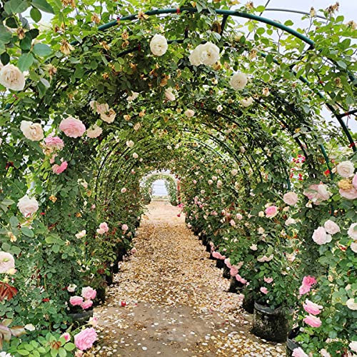 Extra große Metallbogen-Pergola, 3,4 m, robuste Gartenlaube, Rosentorbogen für drinnen und draußen, Kletterpflanzen, Unterstützung, Hochzeitsdekoration, schwarz, 260 x 230 x 4 Größe, wetterbeständig