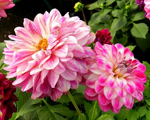 Dahlia Bulbs UK,Dahlia Plants for Garden,Potted-Plants-Rhizome,Excellent Display-4bulbs-B