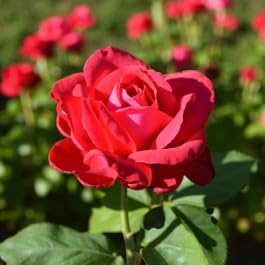 Carbeth Plants Red Meilove Rose in 3L Pot - Brilliant Red Floribunda Rose - Repeat Flowering & Hardy Bush -Ideal for Borders, Patio Pots & Cottage Gardens