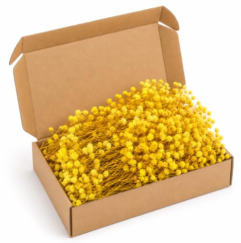 QZKJQDD 50 Stück Schleierkraut Getrocknet Gelb, Trockenblumen Schleierkraut, Getrocknete Blumen Deko, Natürliche Getrocknete Blumen Für DIY Hochzeitsdeko, Harzschmuck,Bastelprojekte,Geschenkbox