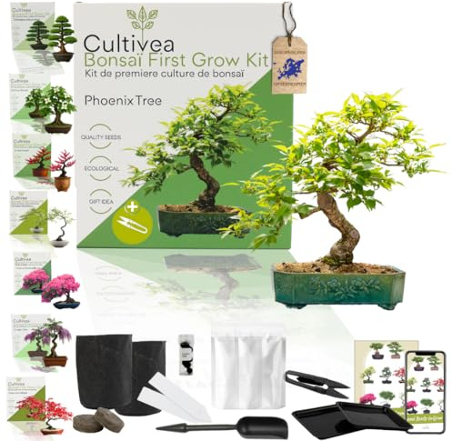 CULTIVEA Kit First Bonsai – Kit Completo con Semi, Accessori e Guida – Bonsai da Coltivare | Idea Regalo Originale (Phoenix Tree)