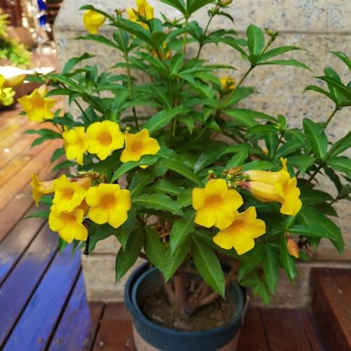 Nerium oleandro da balcone primaverili semi di oleandro verdi biologiche esotiche decorazione di in vaso resistenti arbusti da giardino in miniatura, resistenti e 25semi
