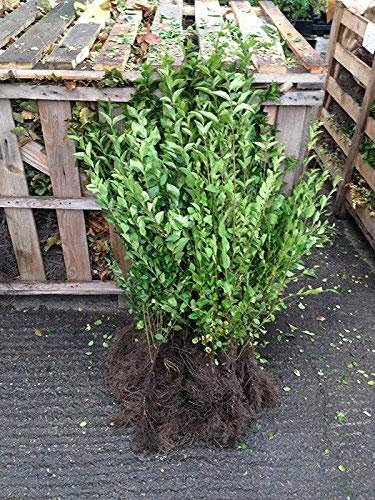 15 Green Privet Hedging Plants 2-3ft (60-90cm) Ligustrum ovalifolium