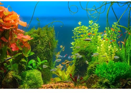 MIRRORANG 61x41cm Aquarium Hintergrund Wasserpflanze Aquarium Unterwasser Hintergrund Flussbett & See Aquarium Hintergrund