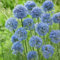 bulbos de ajo ornamentales plantas de oficina plantas de casa, plantas exóticas plantas perennes resistentes decoraciones florales de jardín de flores, bulbos ornamentales plantas 12pcs