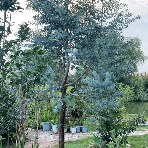 semillas de eucalipto - semillas de bonsái eucalipto exóticas ornamental resistente jardín tallo resistente resistentes para el jardín comprar 200pcs