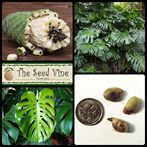 Portal Cool 5 Semi Della pianta del Formaggio zzero (Monstera deliciosa) commestibile di Frutta Hardy al Coperto